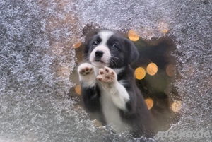 Border Collie Welpen