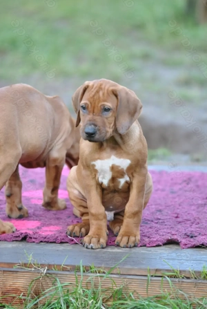 Wunderbarer Rhodesian Ridgeback Junge (*04.09.2025) - kuschelig und menschenbezogen