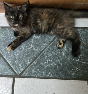 Maine Coon kitte Black tortie
