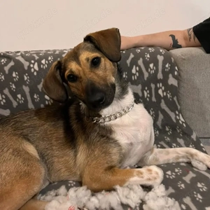 Alma sucht ein Zuhause 