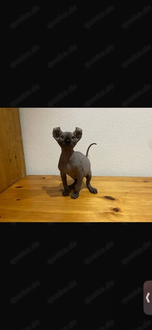 Kitten weiblich blue Mädchen Elf Canadian Sphynx Kanadische Sphinx Stammbaum