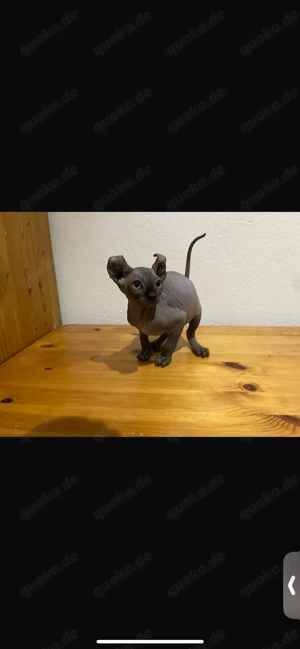 Kitten weiblich blue Mädchen Elf Canadian Sphynx Kanadische Sphinx Stammbaum Bild 3