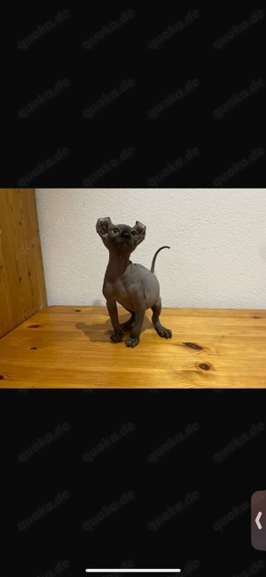 Kitten weiblich blue Mädchen Elf Canadian Sphynx Kanadische Sphinx Stammbaum Bild 2