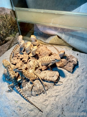 Zwergbartagamen (Pogona henrylawsoni) suchen neues Zuhause