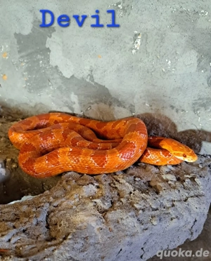 Kornnatter Männchen