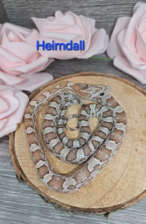 Kornnatter Männchen