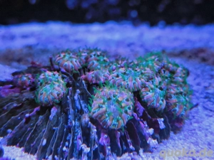 Fungia Rainbow Muttertier