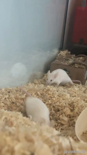 40 Futtermäuse zu verkaufen