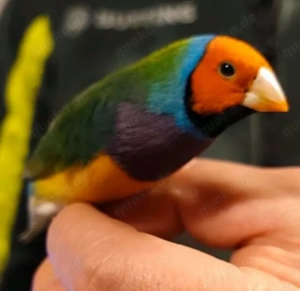 Goldammer dienen zu verkaufen! Vorhanden sind 2 Männchen , sowie 2 Weibchen.