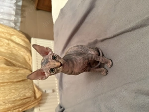 Sphynx  kanadische Kitten 