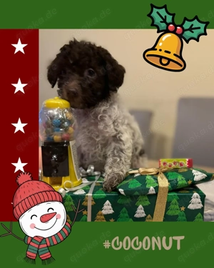 Lagotto Romagnolo Welpen