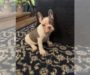Französische Bulldoggen suchen ein neues Zuhause  