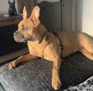 Französische Bullymix hündin 