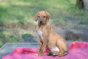 Zauberhaftes Rhodesian Ridgeback Mädchen (*04.09.2025) - clever, aufgeweckt, menschenbezogen