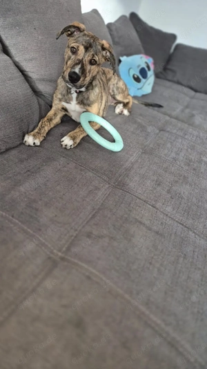 5 Monate alte Mischlingshündin