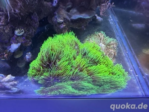 Briareum sp. Green (Affenhaar)