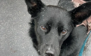 Mave - sensibel und liebevoll