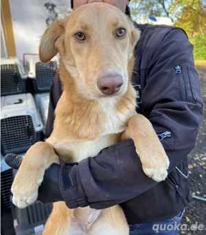 Honey - süß wie ihr Name, zart wie ihr Herz   