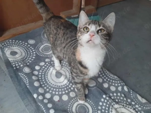 Ariane, kleine Abenteurerin, ca. 10 Monate *FIV+* *Tierschutz*