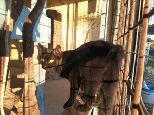 Cara, neugieriges Katzenmädchen, ca. 7 Monate *Tierschutz*