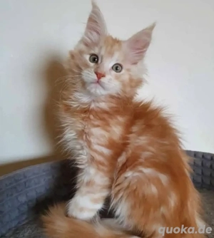 3 Monate alte Maine-Coon-Kätzchen