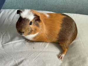 Meerschweinchen Damen 