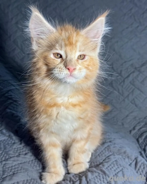 Niedliche Maine-Coon-Kätzchen