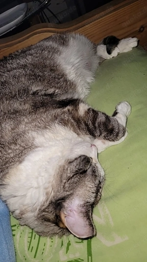 Picco die Spezielle Katze