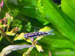 Aquarium Juwel Lido 120 mit Pflanzen, Fischen und vielem Zubehör zu verkaufen