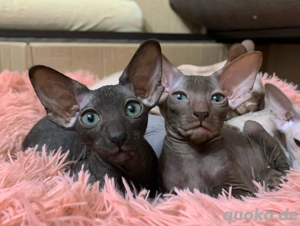 Peterbald Kater-Kätzchen (männlich)
