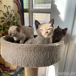 Burmesisches Kater-Kätzchen (männlich)