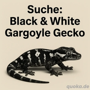 suche Auriculactus Black and white (Kein rot!)