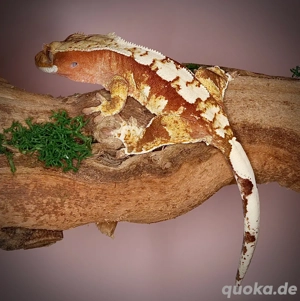 0.1 Kronengecko - red tricolor Harlequin - NACL3