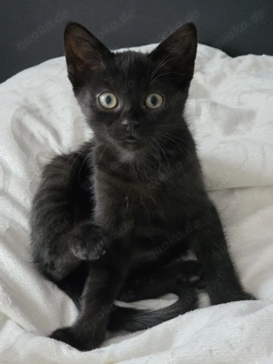 Unsere 4 Babykatzen suchen ein liebevolles Zuhause