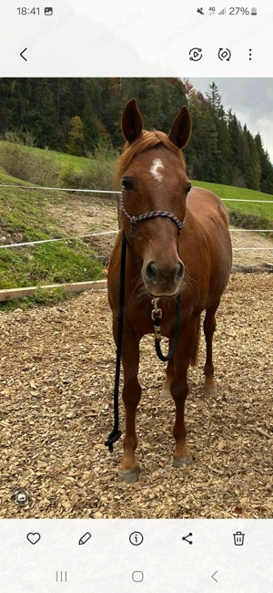 Quarter Horse Mix Stute