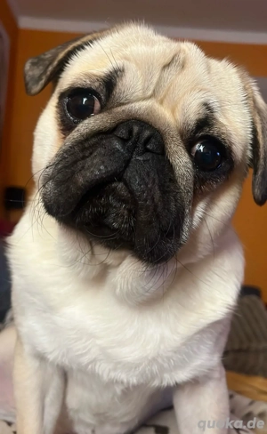 Mops 4,5 Jahre sucht neues liebevolles Zuhause 