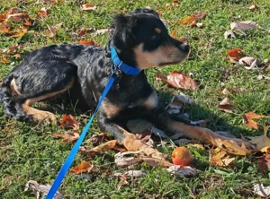 Pero, süßer und schon fast stubenreiner Welpe such ein Zuhause Bild 2