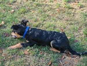 Pero, süßer und schon fast stubenreiner Welpe such ein Zuhause Bild 5