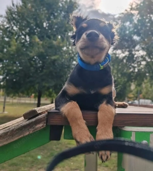 Pero, süßer und schon fast stubenreiner Welpe such ein Zuhause Bild 4