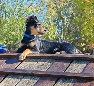 Pero, süßer und schon fast stubenreiner Welpe such ein Zuhause Bild 3