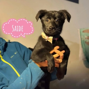 Saide, wunderhübsches Welpenmädchen sucht ihr Zuhause