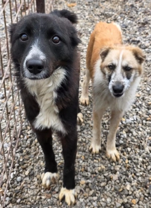 Tina und Tino suchen ein gemeinsames Zuhause