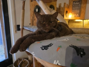 BKH Cinnamon mit Stammbaum