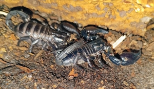 2 Hetermetrus cyaneus (mit Box)