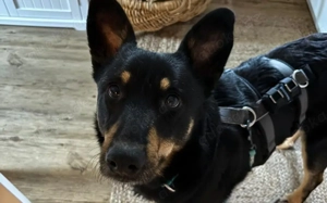 Sami sucht liebevolle Menschen