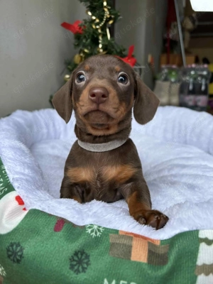 Süße Dackel Mädchen  