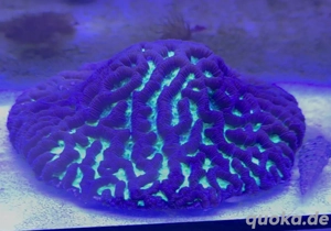 Korallen preiswert abzugeben 