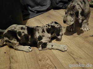 Deutsche Doggen Welpen Grautiger Blau schwarz 