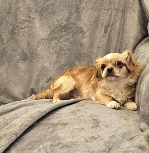 Lucky kleiner Mann sucht große Herzen 6 Monate gegen Schutzgebühr.