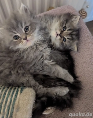 4 bezaubernde Perser Baby's